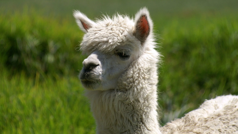 one animal, selective, white color, animal body part, animal themes, mammal, selective focus, animal, livestock, animals in the wild, focus on foreground