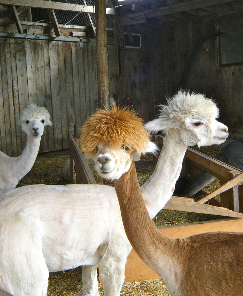 domestic animals, animal wildlife, group of animals, lama, face, alpaca, animal themes, animal, vertebrate, funny, nature, llamas, brown, herbivorous, animal family