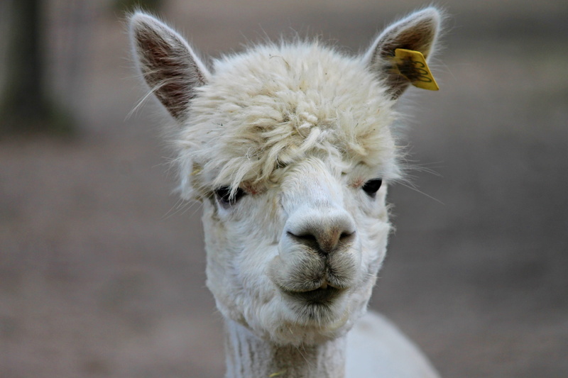 sweet, herbivorous, farm, pets, wool, no people, fluffy, animal head, llama, animals in the wild, selective, head, alpaca, animal world, herbivores, photo
