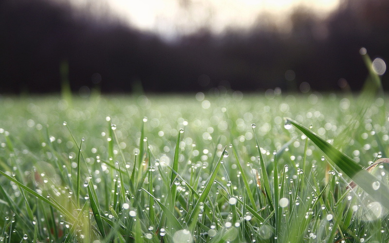 2K, dew, water drops, grass