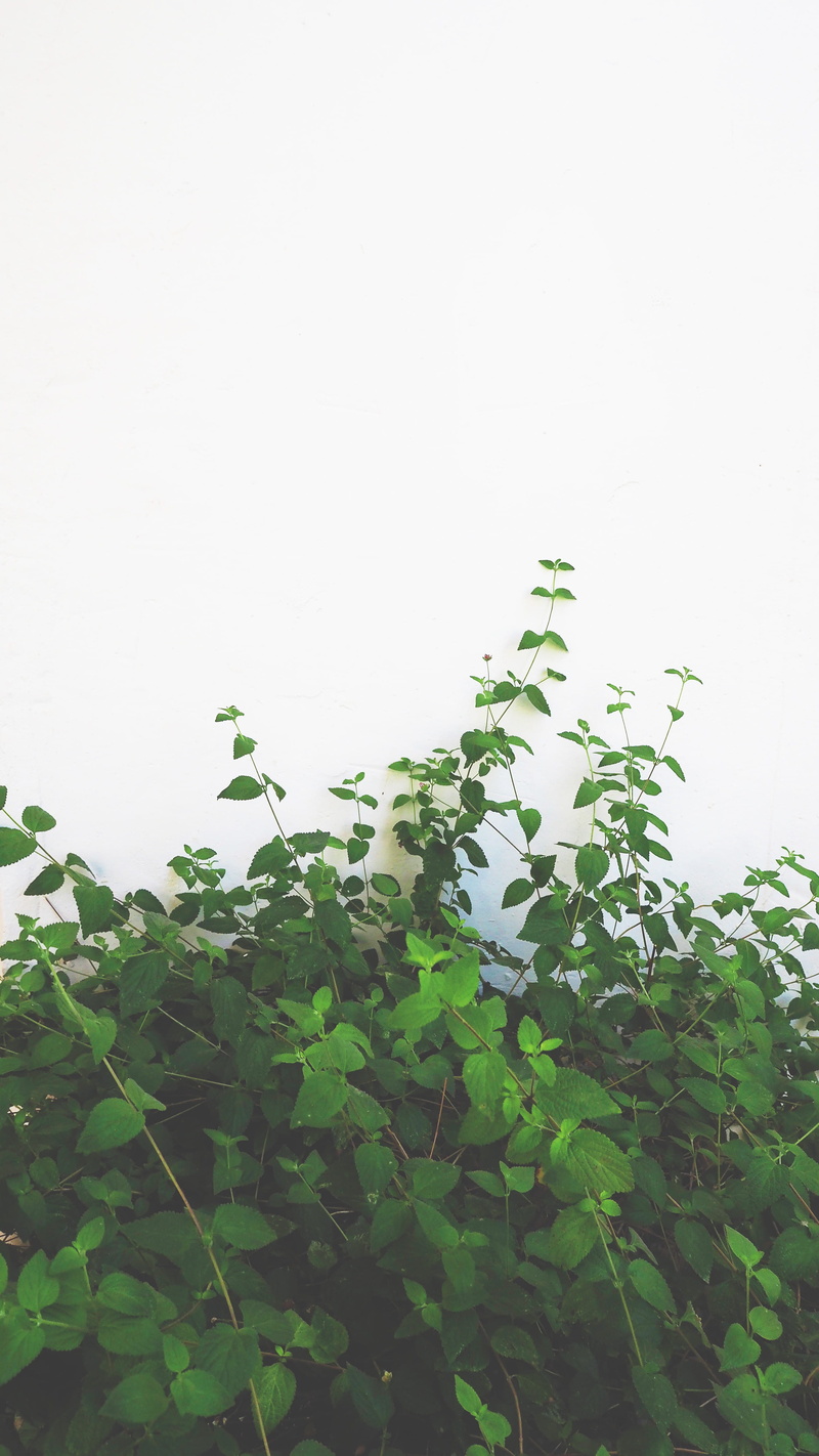 wall, 4K, plant part, day, sky, outside, outdoors, minimal, nature, tranquility, clear sky, bush, greenery, freshness, growth, wall - building feature