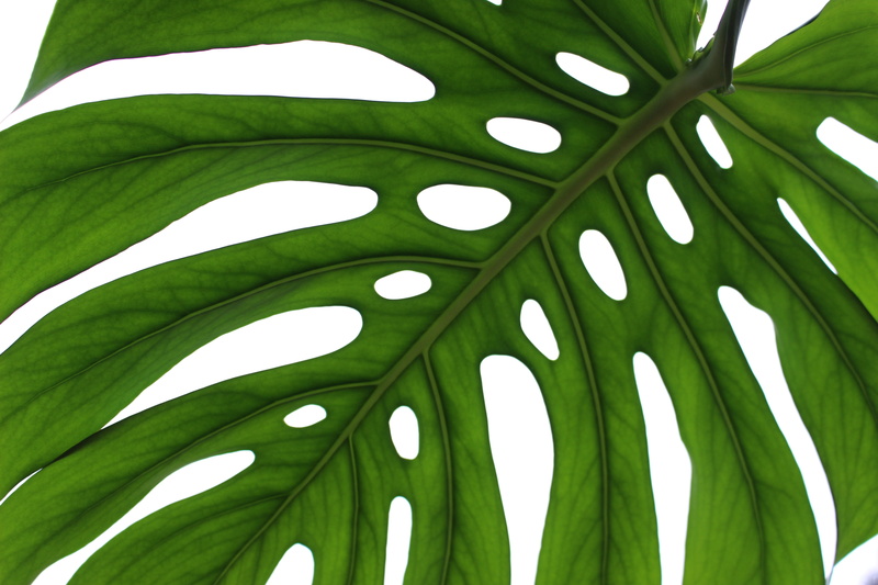 plant part, nature, 5K, monstera, environment, plant, studio shot, natural pattern, palm leaf, growth, leaf, outdoors, no people, tree, pattern, green color