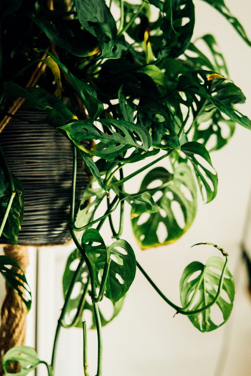 green color, macro, indoors, plant, shot, growth, potted plant, day, leaves, photography, decoration, basket, selective, focus, houseplant, table, nature
