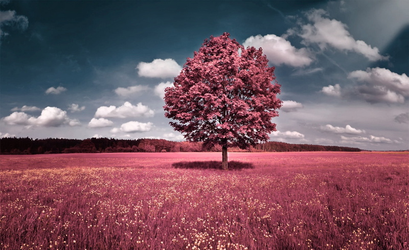 day, no people, tranquil scene, purple, outdoors, Creative, Clouds, Design, tree, growth, Landscape, rural scene, flower, scenics - nature, flowerbed, flowering plant