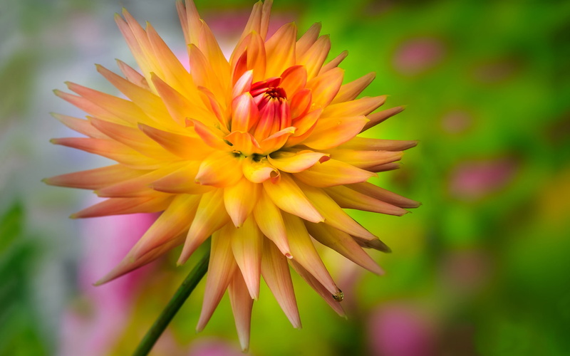 Dahlia, Dewdrop, Yellow, 1080P, Flower, Orange