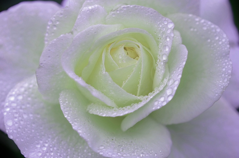 rose - flower, flowering plant, purple, vulnerability, freshness, no people, petal, 2K, inflorescence, natural, wet, floral, softness, purity, garden