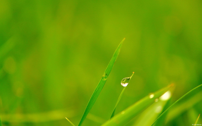 close-up, drop, growth, dew, dewdrops, raindrop, plant, 1080P, leaf, water, plant part, outdoors, wet, windows, desktop, blade of grass, freshness, purity