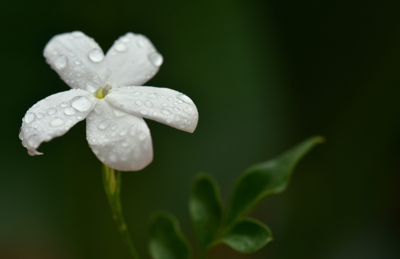 purity, freshness, focus on foreground, outdoors, beauty in nature, fragility, fragrance, drop, dew, raindrop, jasmine flower, rain, dewdrop, vulnerability