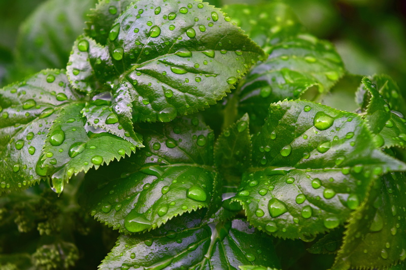 no people, food, freshness, food and drink, raindrop, selective focus, photography, dew, 5K, green color, color, drops, drop, herb, rain, leaves, gardening