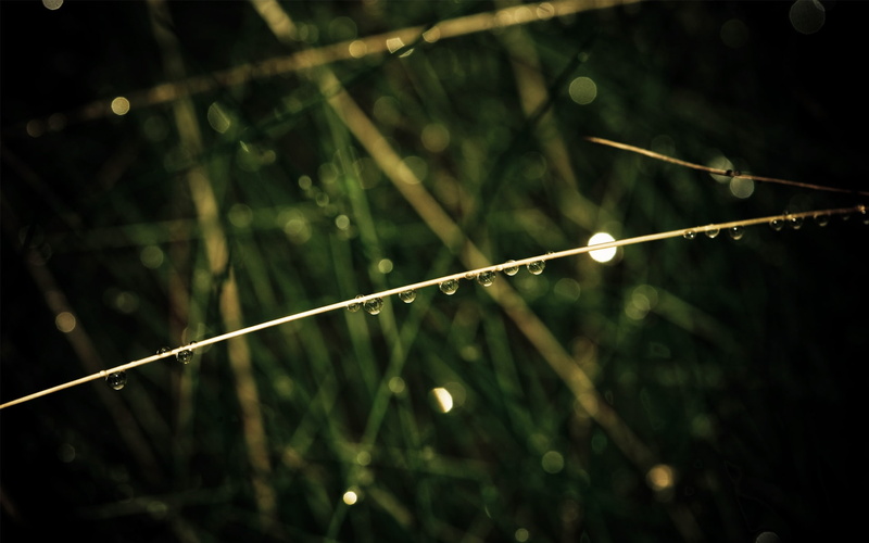 dewdrops, grass, 1080P