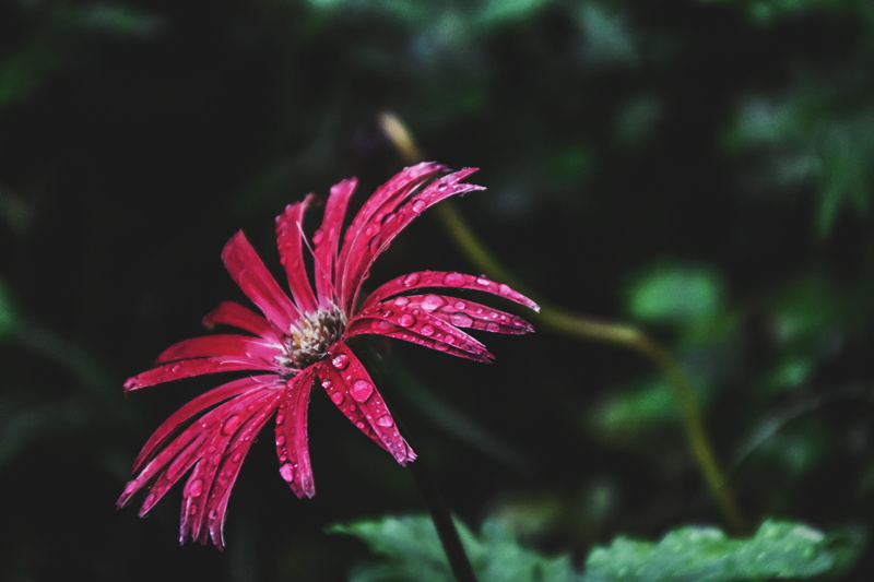 inflorescence, waterdrops, plant, vulnerability, selective focus, focus on foreground, nature, pollen, no people, flower head, growth, dewdrops