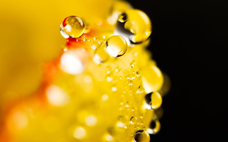 raindrops, flowers, dewdrops, x, nature and l, petals, 1080P, waterdrops, nature, drops, rain
