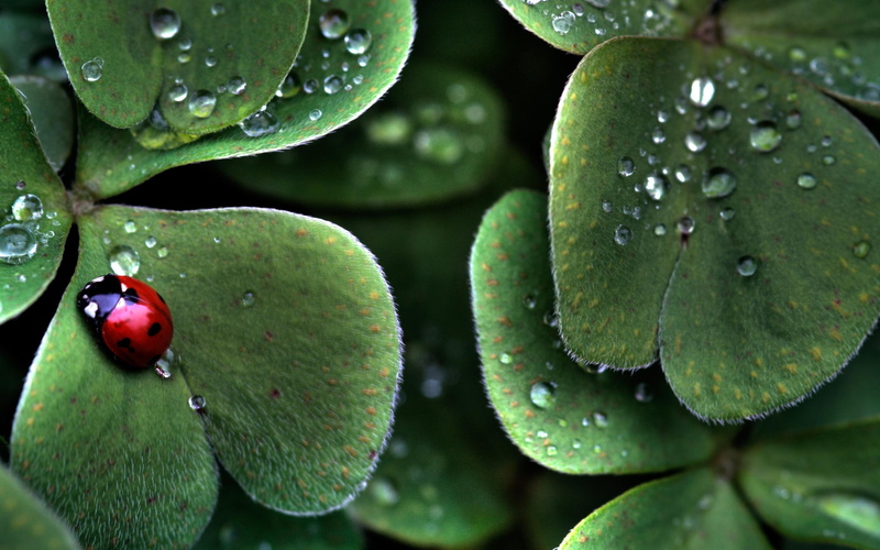 animals, dewdrops, ladybug, nature, 2K