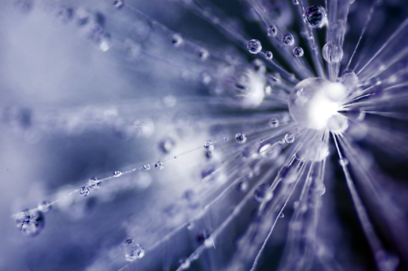 dew, water, reversed, close-up, water droplets, macro, marbles, droplets, canon  eos 450d, dandelion, nature, hungary, closeup, photo, drop, abstract, wet