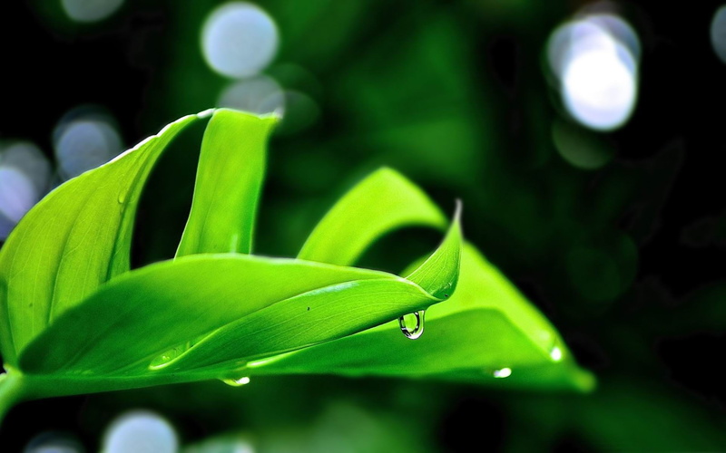 wallp, cheese, widescreen, 1080P, leaf, plant part, freshness, photography, raindrop, day, tranquility, leaves, fragility, nature, no people, close-up