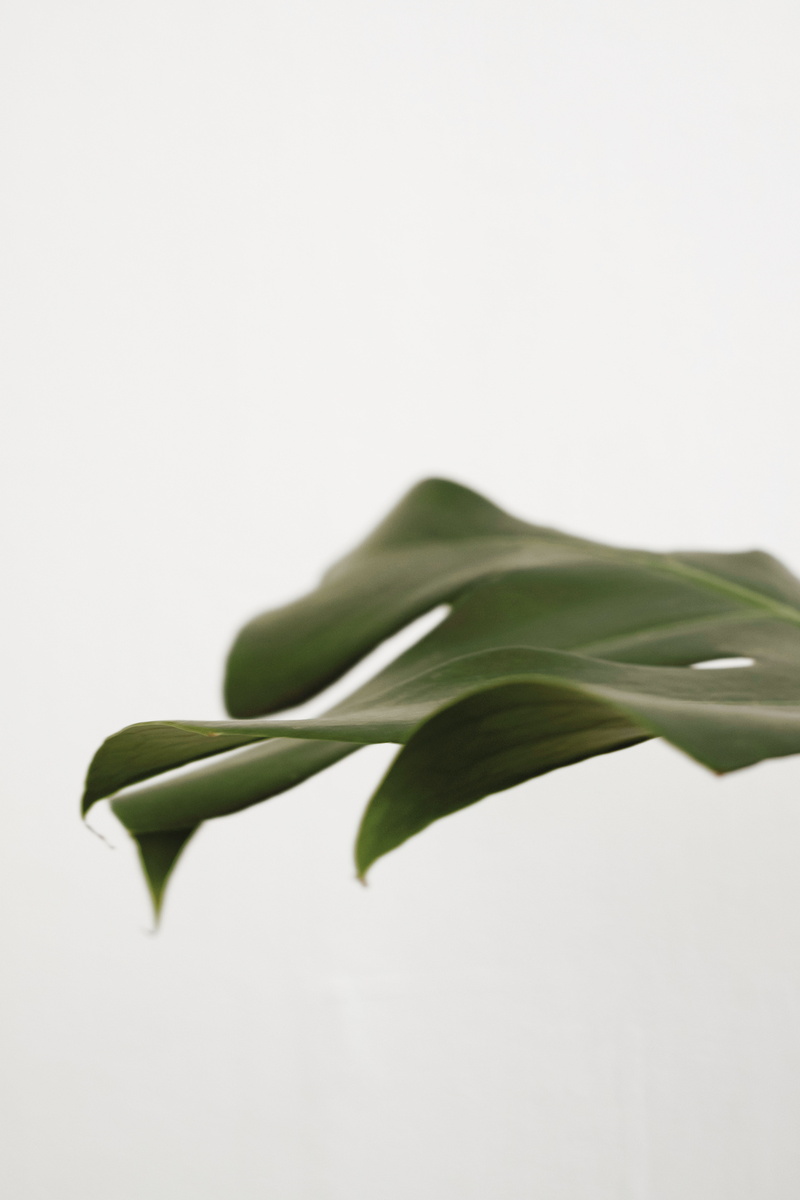 indoors, white background, close-up, beauty in nature, food, 5K, freshness, vulnerability, green, fragility, leaf, cheese, copy space, no people, green color