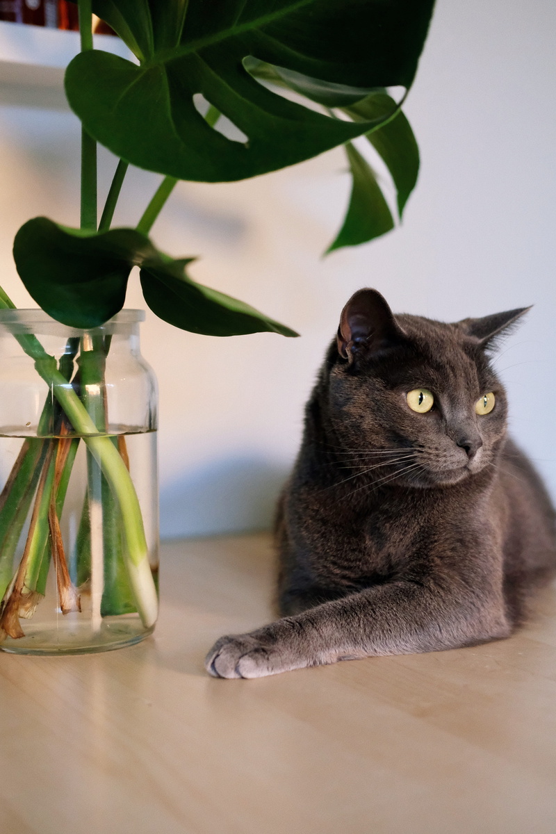 blue, laying, water, pets, monstera, leafed, indoors, leaves, green, looking away, animal themes, domestic animals, leaf, animal, one animal, 5K, no people