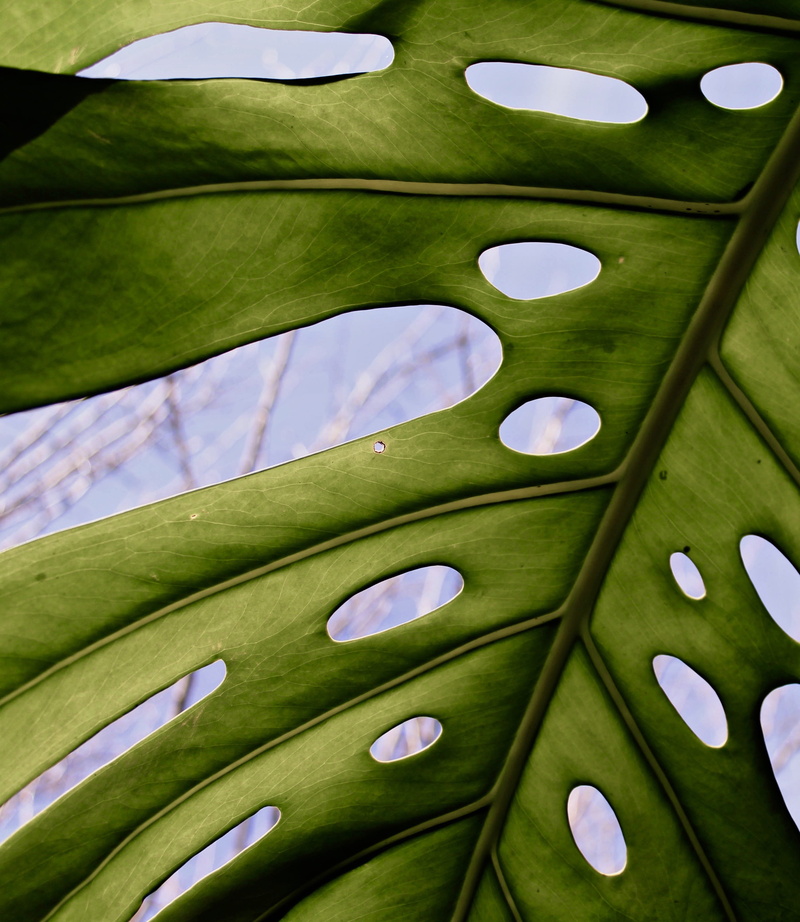 outdoors, plant, leaves, blurred background, daytime, photo, green, fresh, colors, dark green, no people, plant part, day, leaf, pattern, backgrounds, holes