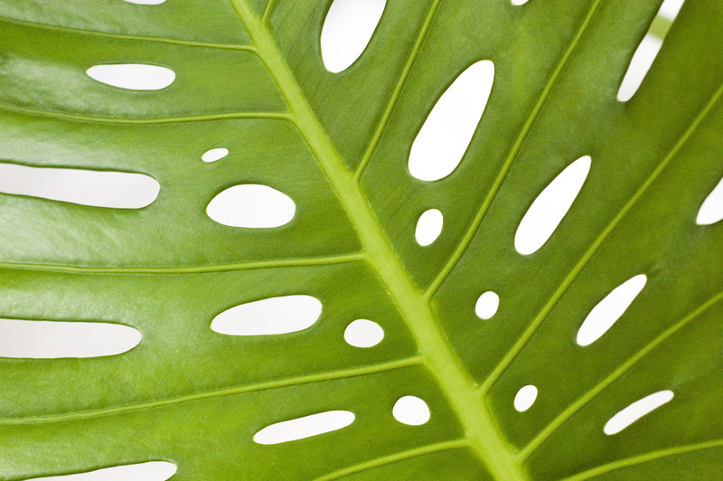 leaf, personal accessory, spotted, nature, selective focus, healthcare and medicine, backgrounds, green color, monstera, polka dot, outdoors, beauty in nature