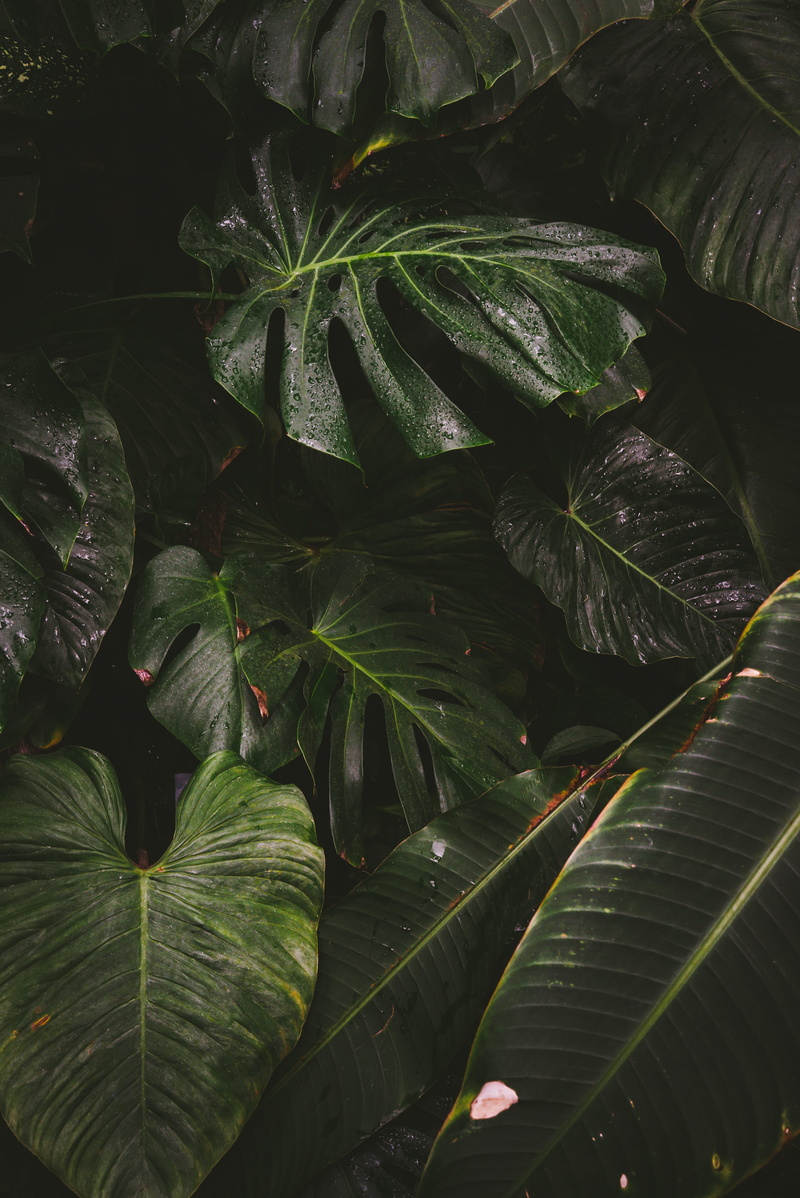 green color, beauty in nature, freshness, botany, plants, indoor, full frame, day, green, tranquility, sunlight, view, growth, leaves, no people, 4K, natural pattern