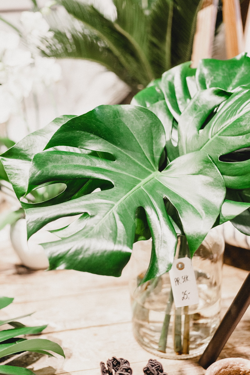 beauty in nature, plants, food and drink, monstera, day, leaf, growth, green, selective focus, no people, freshness, leafed, leaves, heart, text, food