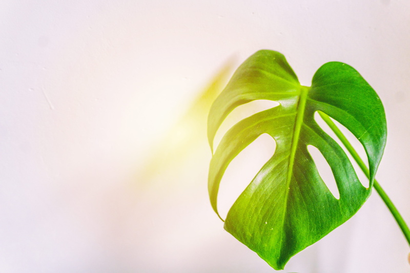 no people, close-up, beauty in nature, studio shot, branch, monstera, backgrounds, green color, 5K, Big leaf, growth, indoors, herb, leaf, freshness, green