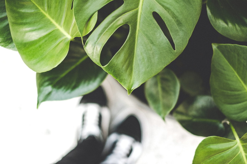 day, foliage, freshness, human foot, personal perspective, selective, lifestyles, monstera, tree, leafed, food, leaf, growth, focus, 2K, body part, plant part