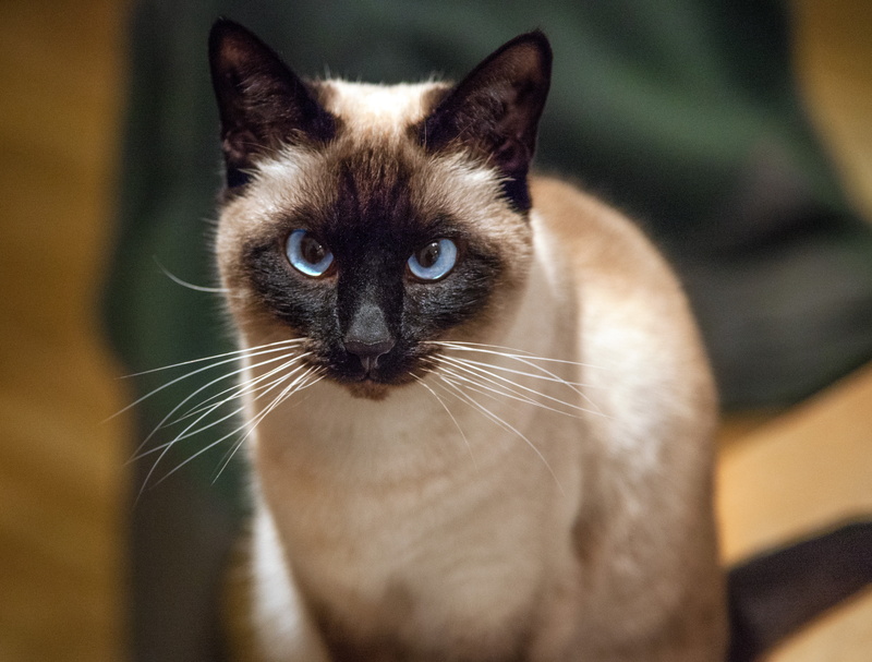 animal, siamese Cat, pets, 2014 edition, cute, black, looking, feline, Project 365, daytime, cat  chat, ldl, domestic Cat, portraits, mammal, siamese, grey
