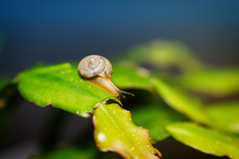 slimy, close-up, macro, marco, leaf, Project 365, plant, crawling, slug, gastropod, slow, brown, Walking with, photography, animal, nature, escargot, green leaf