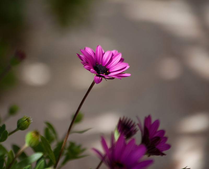 Day, summer, Project 365, petaled, flower, nature, purple, 4K, outdoors, petal, Spain, spring, plant, cosmos Flower