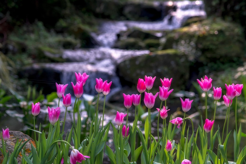 tulip, plant, waterfall, water, Taoyuan, outdoors, summer, running water, water  spring, pink, flower, 1080P, photography, running, pink Color, beauty In Nature