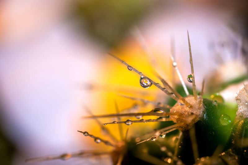 macro photography, cactus, macro, Life, close-up, 1080P, Project 365, drops, nature, dews, photography, plant, water