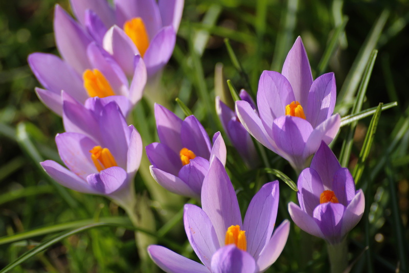 yellow, nature, 5K, flower Head, beauty In Nature, krokus, Reaching for the sun, petal, purple, flowers, yellow Crocus, summer, spring, Flower, crocus