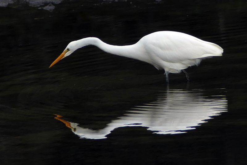egretta, Lumix FZ1000, heron, 2K, white, Egretta alba modesta, water, animal, white bird, White heron, alba, photos, bird, long, herons, wildlife, beaked