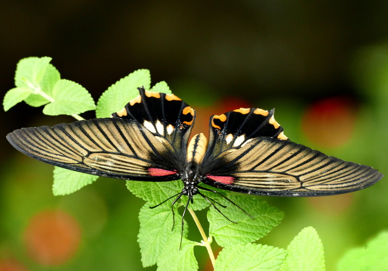 Best, animal Wing, black and brown, Dedication, animal, Swallowtail, 4K, black, summer, Public Domain, close-up, Nature, CC0, Creatures, brown, butterfly