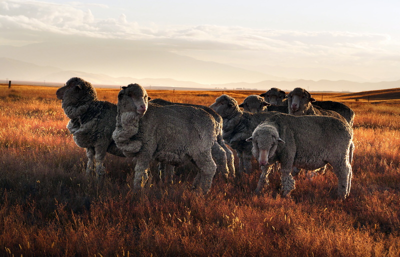 NZ, 5K, taking, animals, picture, Merino sheep, evening, photos, daytime, Lumix FZ1000, rural, wool, herd