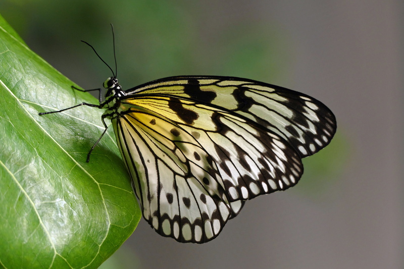 multi Colored, Otago Museum, close up, close-up, Paper Kite, beauty In Nature, Lumix FZ1000, leuconoe, macro, 5K, white, idea, Idea leuconoe, Nature, leaf