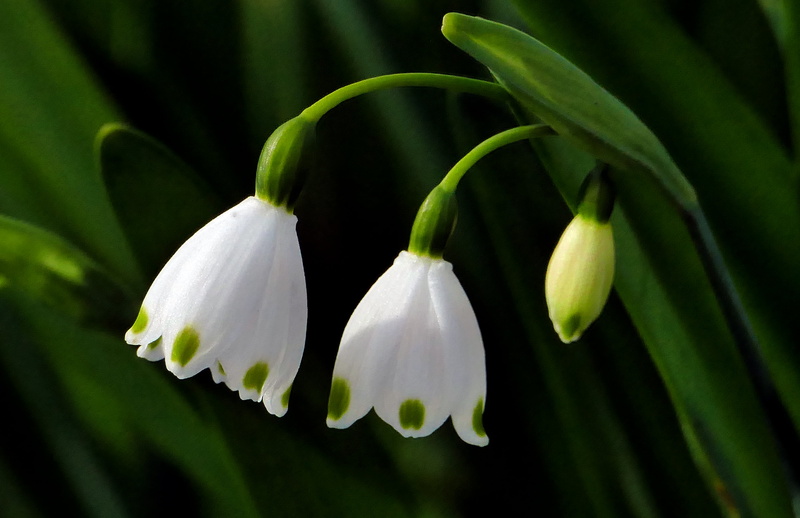 Lumix FZ1000, spring, nature, flower, flower Head, Public Domain, snowdrop, Galanthus, photos, close-up, white, lily, time, green, leaf, petal, 4K, Dedication