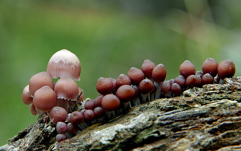 Panasonic, nature, Mycena, D O, selective focus, Lumix FZ1000, focus, photography, vegetable, toadstool, Group, fungie, bokeh, Fungi, close-up, photos