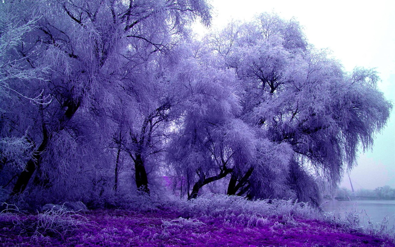 trees, nature and landscapes, splendor, feathery, purple, nature, winter, 1080P