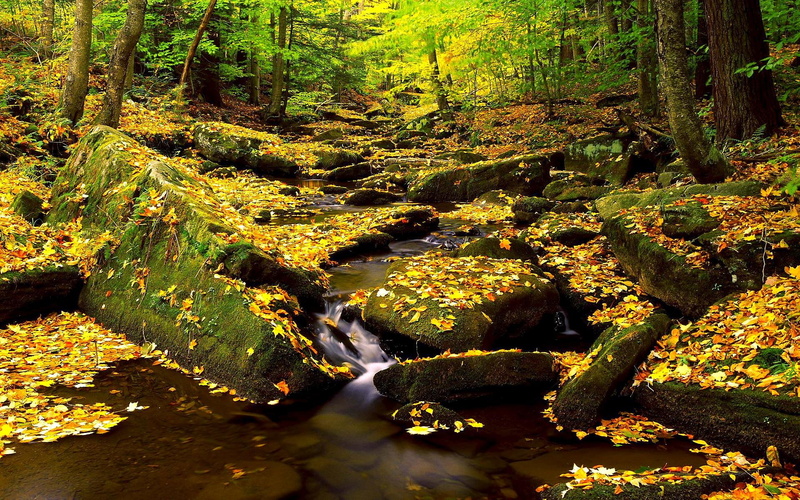 autumn, leaves, splendor, 3d and abstract, nature, river, beautiful, 1080P, water, stones, forest
