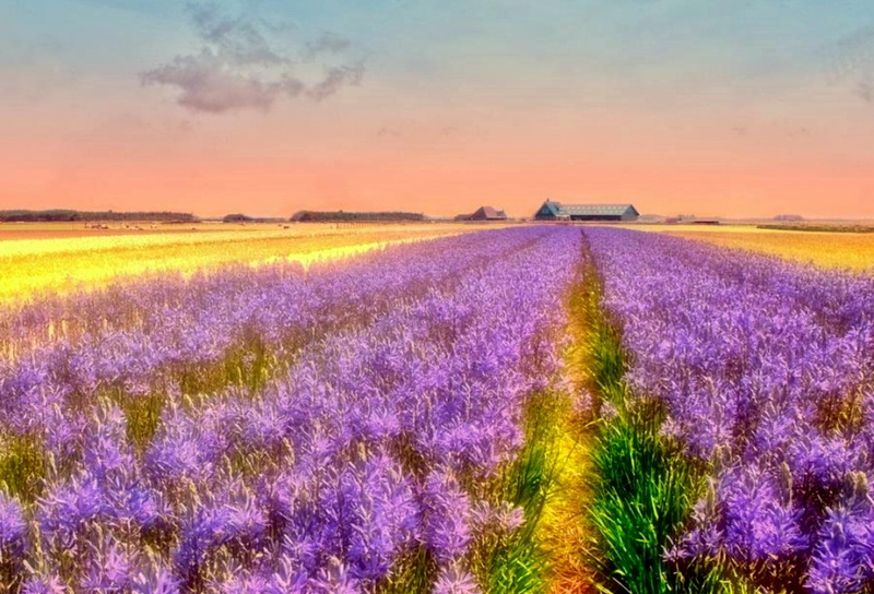 splendor, purple field, pink sky, clouds, 3d and abstract, 1080P, purple, sunset