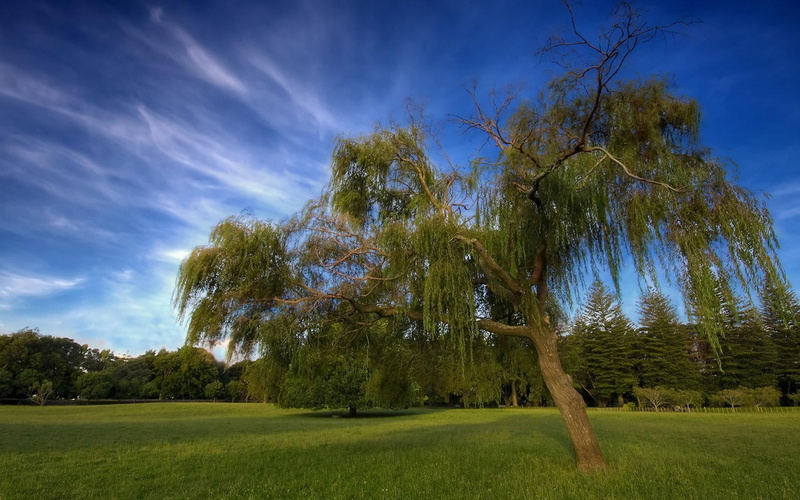 splendor, trees, spring, grass, nature and landscapes, landscape, fields, 1080P