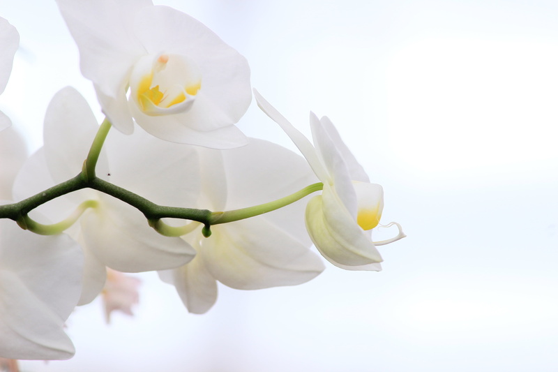 Whispers, Michigan, Orchid, plant, white flower, texture, flower, Canon, bright, beauty In Nature, beautiful, Annual, nature, MSU, flowers, Phalaenopsis