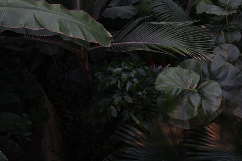 tranquility, green, blossom, jungle, annonaceae, araceae, green color, beauty in nature, plant, vulnerability, plant part, rainforest, acanthaceae, tropical climate