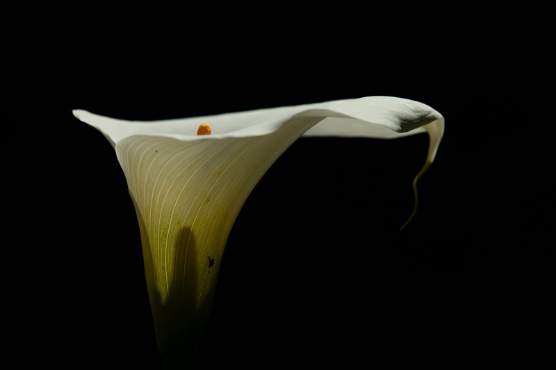 araceae, food and drink, peel, flower, pollen, pond lily, inflorescence, black background, cut out, healthy eating, wellbeing, freshness, calla lily, full length
