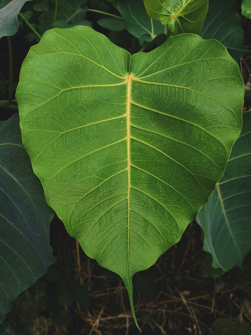 no people, focus on foreground, green color, spring, plant, vulnerability, freshness, beauty in nature, heart, natural pattern, day, fern, outdoors, leaf vein