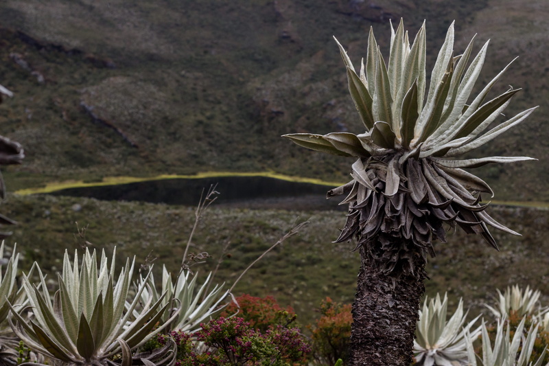 dry, agavaceae, ground, scenics - nature, fragility, outdoors, aloe, plant, slate, no people, leaf, cacti, tranquility, green, tree trunk, freshness, close-up