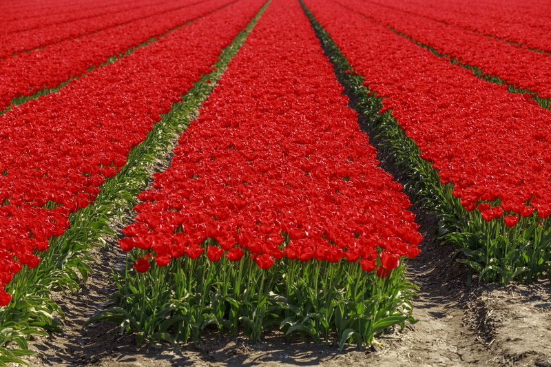 tulips, lelystad, field, flower, farm, day, araceae, bed, freshness, beauty in nature, flowering plant, land, plant, flowerbed, agriculture, tulip, red