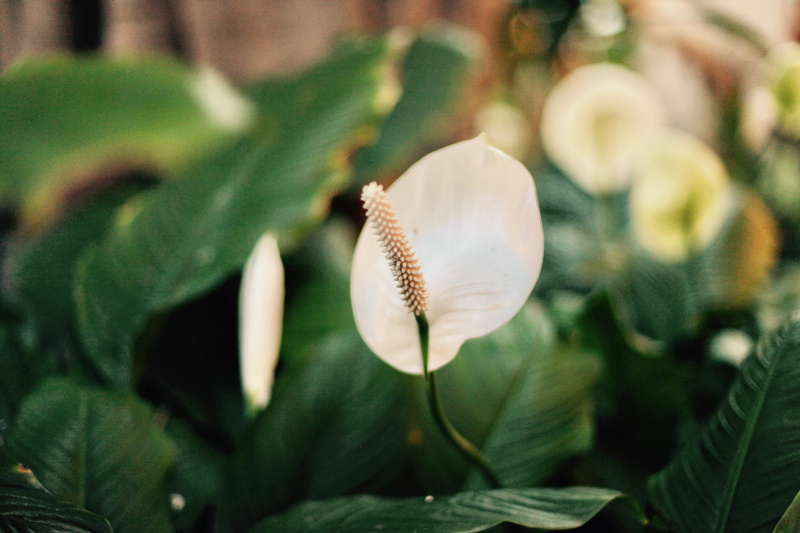 flowering plant, acanthaceae, petal, nature, leaf, flower head, pollen, vulnerability, white, asteraceae, crocus, freshness, spiral, selective focus, greenhouse